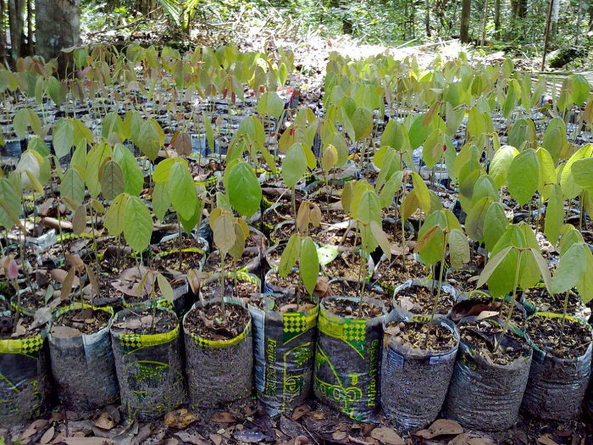 CAMPANHA PLANTE E ADOTE ÁRVORES NA AMAZÔNIA CAMPANHA PLANTE E ADOTE ÁRVORES NA AMAZÔNIA