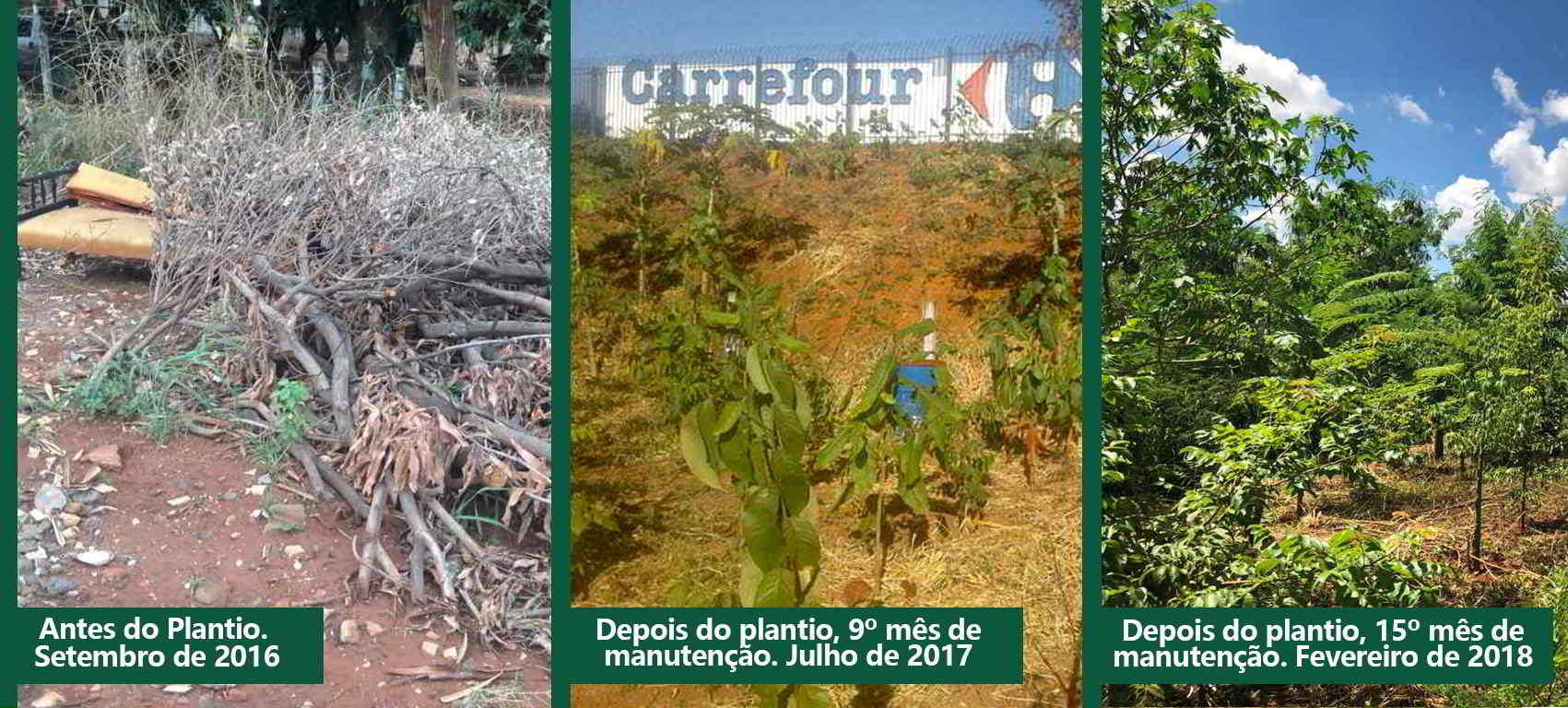 Reflorestamento de Área de Preservação Permanente Reflorestamento de Área de Preservação Permanente